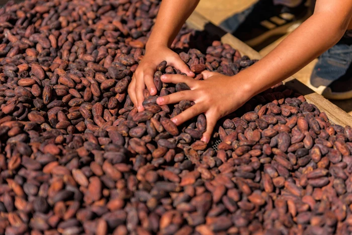 Image de SOPRALU SARL - exportateur de cacao et produits agricoles