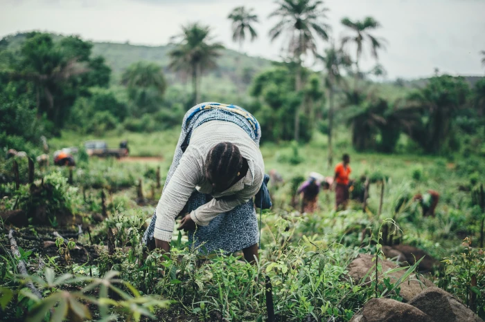 image de SOPRALU SARL - exportateur de cacao et produits agricoles