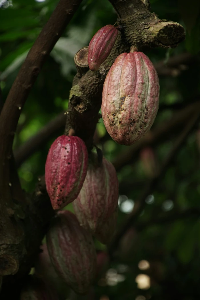 image de SOPRALU SARL - exportateur de cacao et produits agricoles